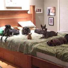 Супруги построили гигантскую кровать, чтобы спать с восемью собаками