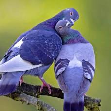 Учёные выяснили, что голуби способны отличать слова от бессмыслицы
