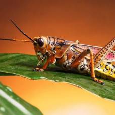 Почему в мире так много видов насекомых, но людей — мало?