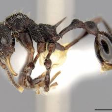 Необычный вид муравьев обнаружен в желудке лягушки