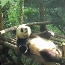 В китайском зоопарке панда занялась спортом