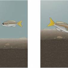 Рыбы способны сообща запугивать хищников, выяснили биологи