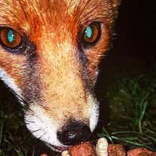 В великобритании лиса украла мобильный у рыбака
