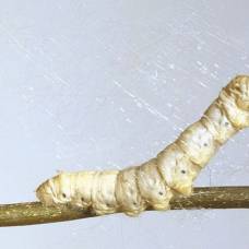 Наука позволила гусеницам шелкопряда вырабатывать сверхпрочную шёлковую нить