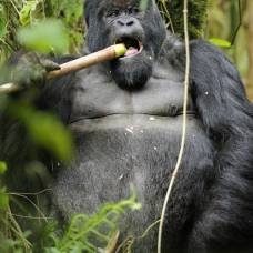 И гориллы бывают пьяными "в дрова"
