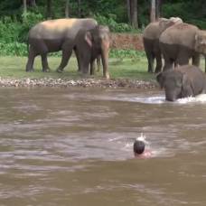 Слоненок бросился спасать своего дрессировщика из бурной реки
