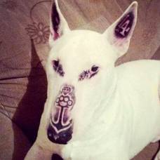 Сделавшего своему псу татуировки бразильца обвинили в жестокости