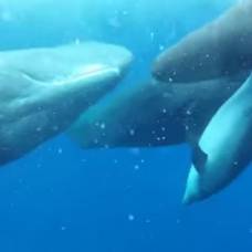 Как кашалоты подружились с дельфином-инвалидом