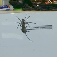 В австралии гигантский паук пытался съесть мышь