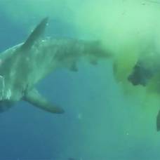 Тигровая акула съела зебу посреди океана