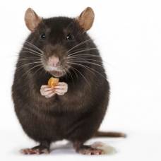 Крысы используют инструменты, чтобы добраться до лакомства