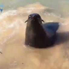 В австралии агрессивный морской котик напал на серфера