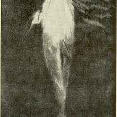 История о сером дельфине, которому позднее дали кличку пелорус джек