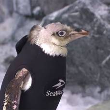 Пингвину, потерявшему перья из-за болезни, сшили гидрокостюм