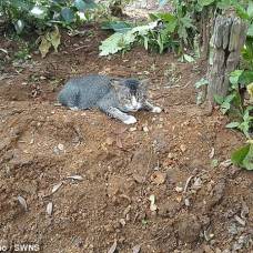 Скорбящая кошка год живет на могиле хозяйки