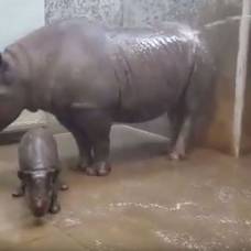 Детеныша черного носорога впервые искупали