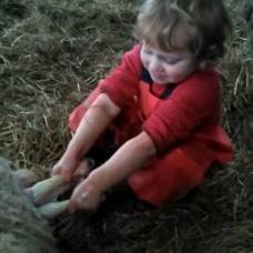 3-Летняя малышка приняла роды у овцы