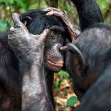 Престарелым бонобо тоже нужны очки