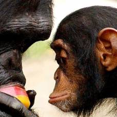 Шимпанзе «нанимают» нянек для ухода за потомством