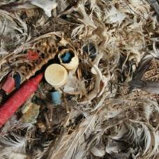 Пластиковые отходы кажутся морским птицам привлекательной едой