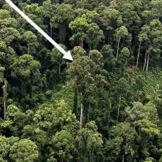 Самое высокое тропическое дерево обнаружено в малайзии