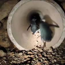 Подземный тоннель для пингвинов