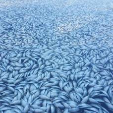 Тысячи мертвых рыб заполонили водоканал в нью-йорке