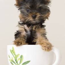 Новый тренд tea cup dogs — мило или опасно?!