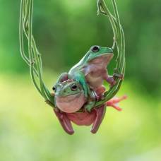 16 позитивных фотографий лягушек от фотографа танто йенсена