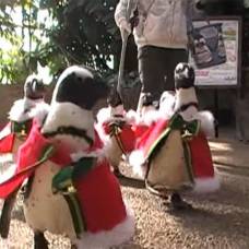 В японии прошел рождественский марш пингвинов