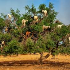 Марокканские козы очень любят забираться на деревья