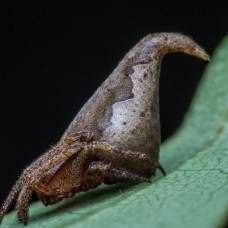 Новый вид паука назвали в честь шляпы из "гарри поттера"