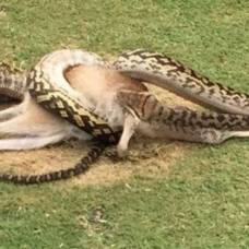 Четырехметровый питон проглотил кенгуру на поле для гольфа