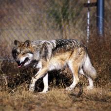 Финских собак защитят от волков жилетами с перцем