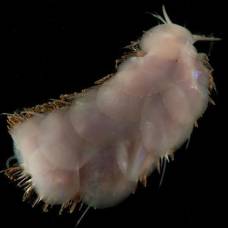 Шесть новых видов глубоководных жителей открыла команда океанологов