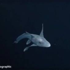 Редкую акулу-призрака впервые засняли на видео