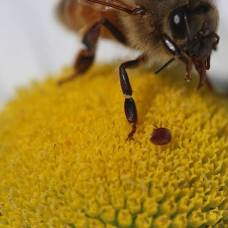 Смертельно опасные клещи ловко запрыгивают на пчёл с цветков