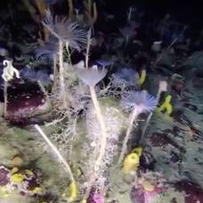 Подводный робот снял на видео новые формы жизни антарктики