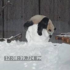 В торонто панда подралась со снеговиком