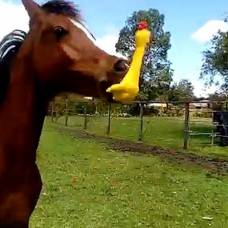 Лошадь с резиновой уткой в зубах рассмешила пользователей youtube