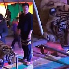 Ужасы китайского цирка: как делают фотографии с тигром