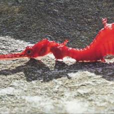 Красный, или рубиновый морской дракон (phyllopteryx dewysea)