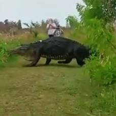 В американском штате флорида гигантский аллигатор разгуливает по дороге