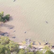 У берегов флориды погибло больше 80 черных дельфинов, выброшенных на мель