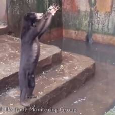 В индонезии голодающие медведи шокировали посетителей зоопарка