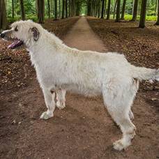 В бельгии пес побил мировой рекорд на самый длинный хвост