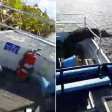 Прыгнувший в лодку аллигатор едва не утопил туристов