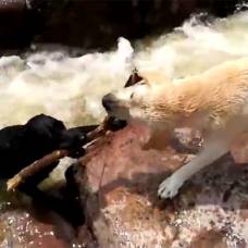 Пес спас тонущего сородича из бурной реки