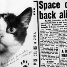 Тайная история первой кошки в космосе