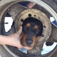 Пожарные спасли щенка, застрявшего головой в колесе